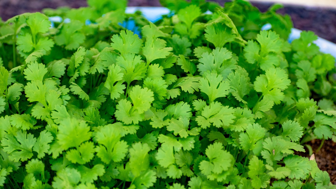 specifics of the coriander leaves