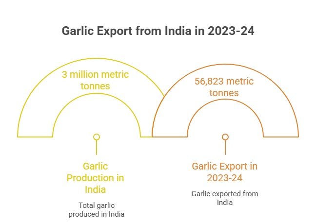 Garlic export from India: 2023-24
